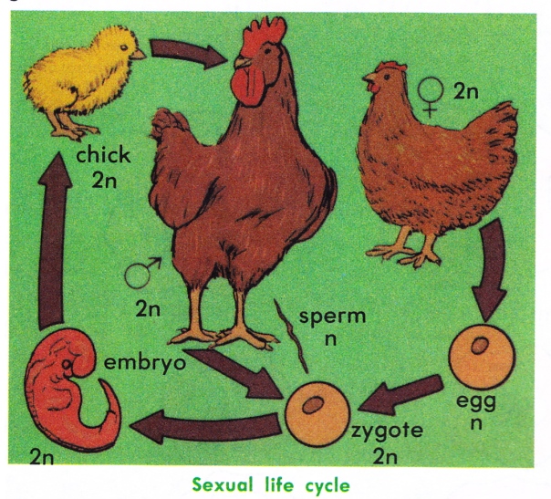 Picture of a a chicken